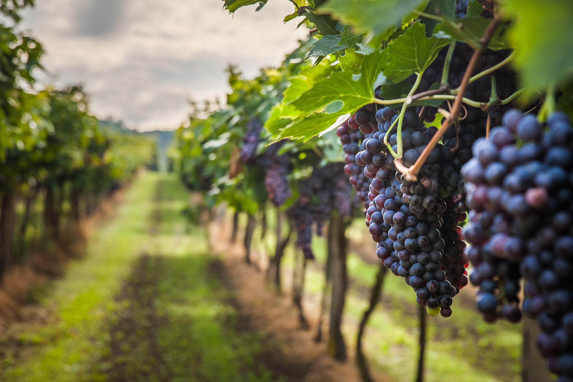 Quel vignoble visiter autour de Bordeaux ? Découvrez les circuits œnologiques de DSA (Driver Service Agency)